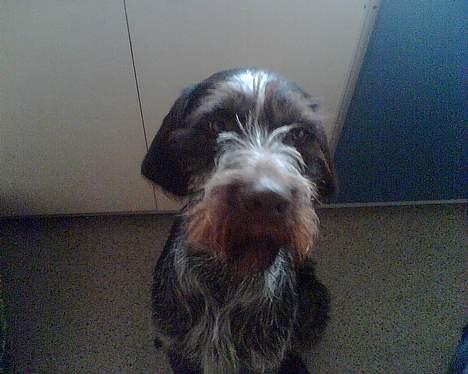 Ruhåret hønsehund Chivas Regal *savner dig* - Nåååh.. Det var kort inden vi flyttede. ;( savner dig skat <3<3<3<3<3 billede 6