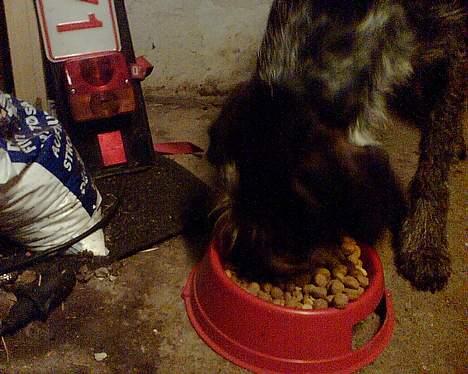 Ruhåret hønsehund Chivas Regal *savner dig* - Nam spiser lige billede 7