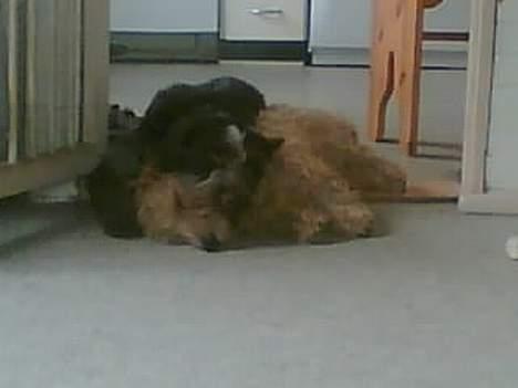 Ruhåret hønsehund Chivas Regal *savner dig* - Ligger sammen med Emil Baloo dengang de boede sammen billede 8