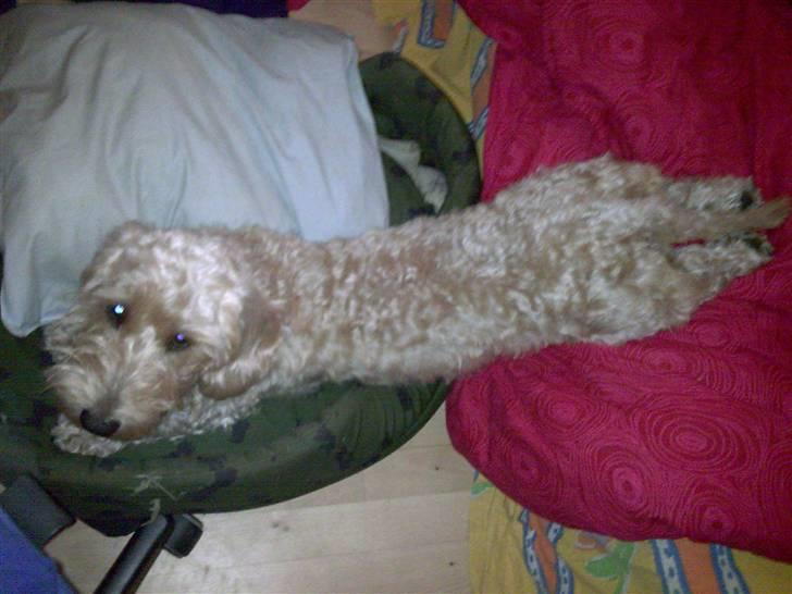 Gravhund blanding Emil Baloo RIP - Hihi styr de der frølår du har billede 2