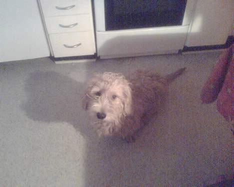 Gravhund blanding Emil Baloo RIP - Se hans hale :D billede 4