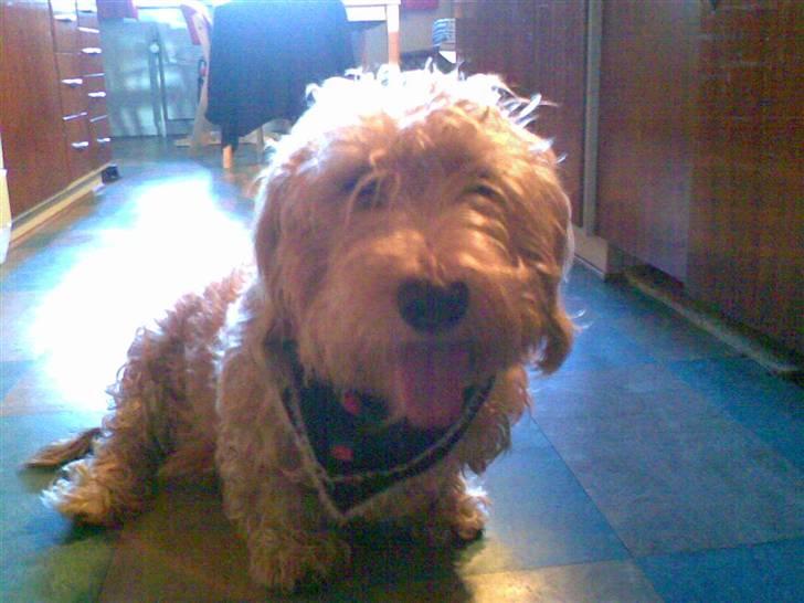 Gravhund blanding Emil Baloo RIP - Country-dog billede 5