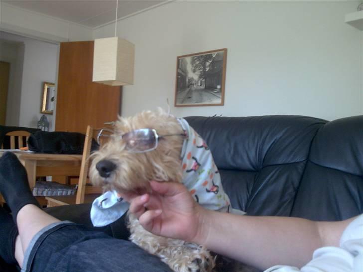 Gravhund blanding Emil Baloo RIP - 80´er hund billede 6