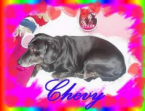 Blanding af racer Chevy - Chevy ligger i min seng (ikke mig der har lavet den) billede 14