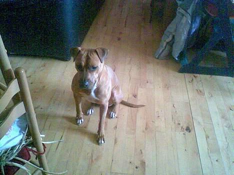 Blanding af racer ronja R.I.P billede 1