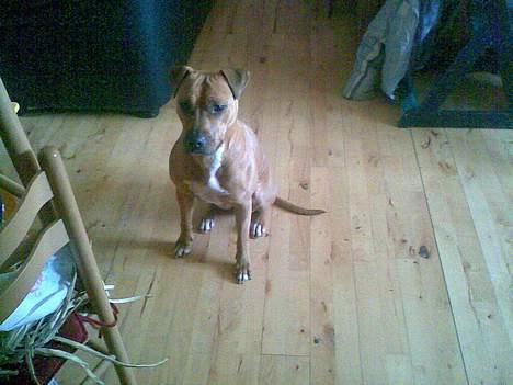 Blanding af racer ronja R.I.P billede 2