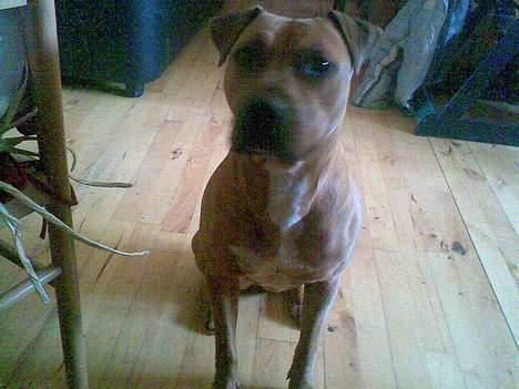 Blanding af racer ronja R.I.P billede 3