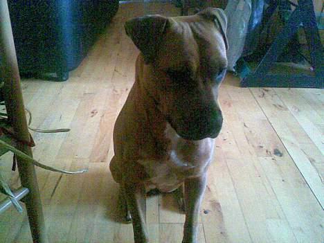 Blanding af racer ronja R.I.P billede 4