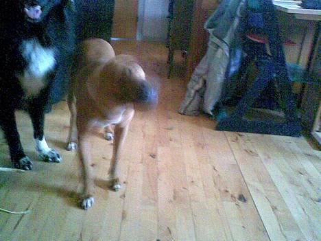 Blanding af racer ronja R.I.P billede 5