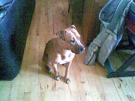 Blanding af racer ronja R.I.P billede 6