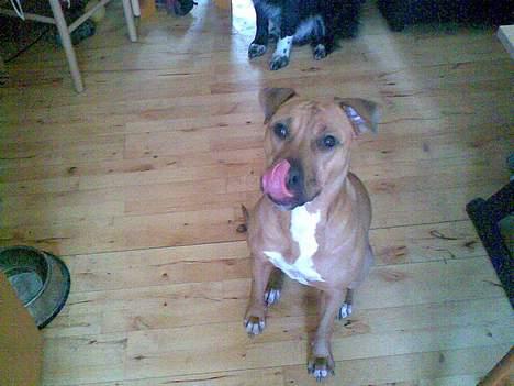 Blanding af racer ronja R.I.P billede 7