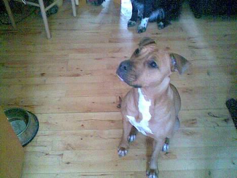 Blanding af racer ronja R.I.P billede 8