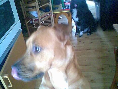 Blanding af racer ronja R.I.P billede 9