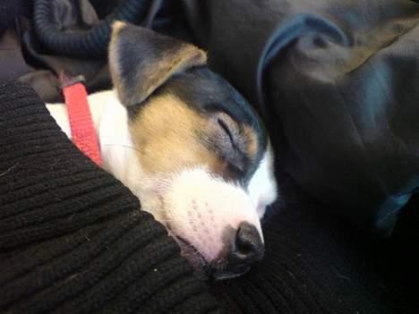 Jack russell terrier Selma :( død 28/7 10:( - Det er hårdt at være med mor på arbejde, godt man kan sover på bordet i en jakke. billede 7