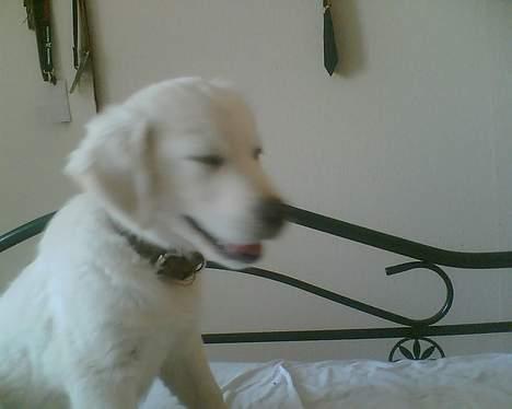 Golden retriever Zenta - det ligner jeg smiler, men jeg skulle altså bare nyse billede 10