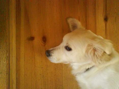 Golden retriever Zenta - jeg kan være frisk nok, men det er nu bare dejligt at ligge og slappe lidt af. billede 11