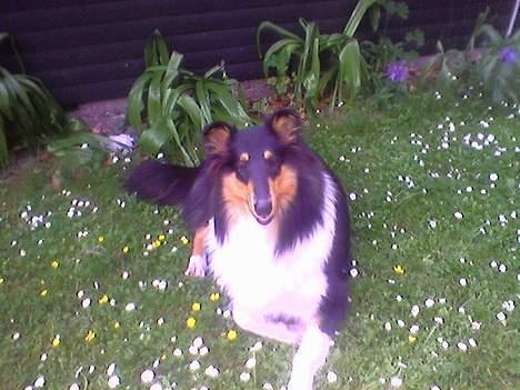 Collie langhåret * BERTHA * billede 1