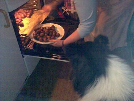 Collie langhåret * BERTHA * billede 2