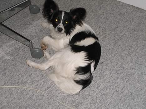 Papillon satan billede 1