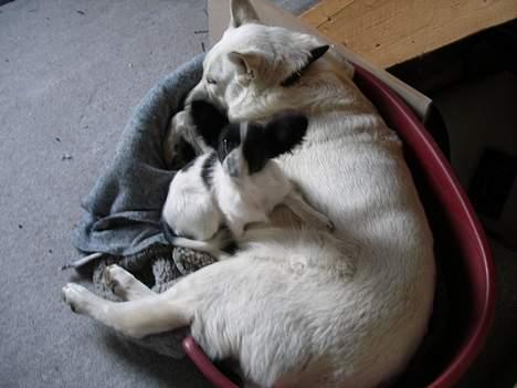 Papillon satan billede 2