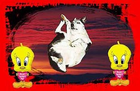 Blanding af racer Pletti (død) billede 10