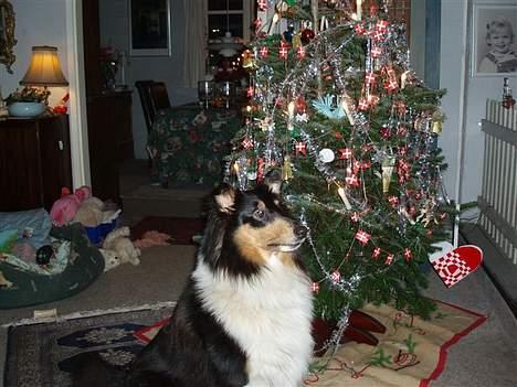 Collie langhåret * BERTHA * billede 3