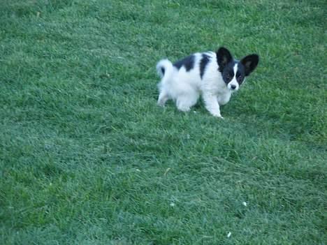 Papillon satan billede 3