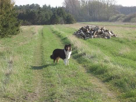 Collie langhåret * BERTHA * billede 4