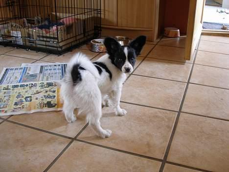 Papillon satan billede 4