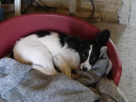 Papillon satan billede 5