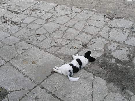 Papillon satan billede 6