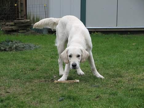 Golden retriever Walter - Walter,  8 mdr. billede 1