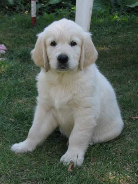 Golden retriever Walter - Walter, 2 mdr. billede 2