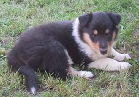 Collie langhåret * BERTHA * billede 5