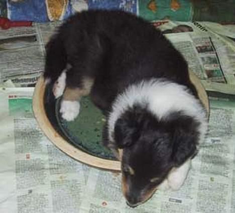 Collie langhåret * BERTHA * billede 6