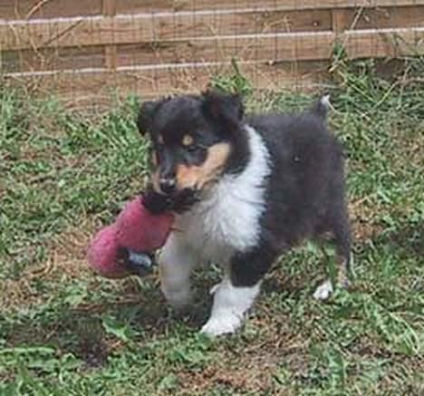 Collie langhåret * BERTHA * billede 7