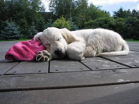 Golden retriever Walter - Walter, 2 mdr. billede 3