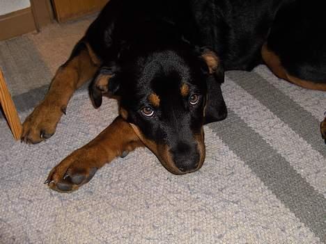 Rottweiler Liva billede 2