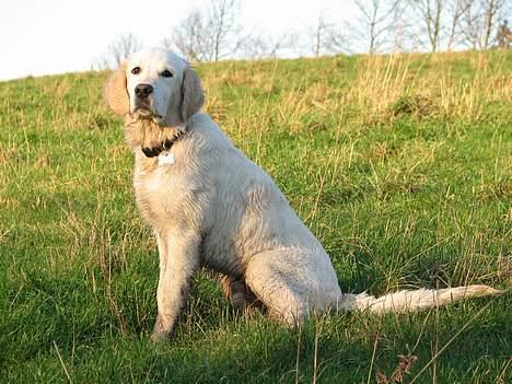 Golden retriever Walter - Walter 5 mdr. billede 4