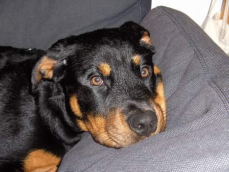 Rottweiler Liva billede 3