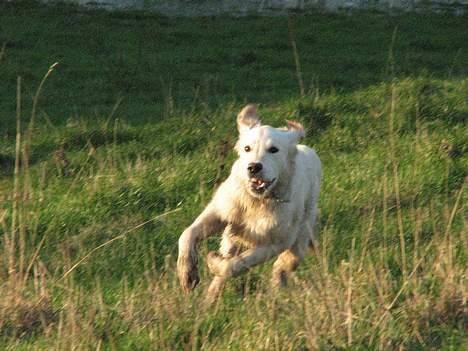Golden retriever Walter - Walter 5 mdr. billede 5