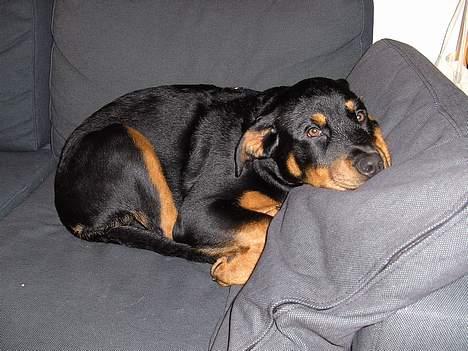 Rottweiler Liva - ligger lige og slapper af... ZzZzZz billede 4