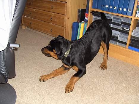 Rottweiler Liva - Skal vi lege!? billede 5