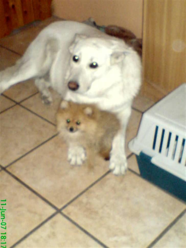 Hvid schæfer Dina forsvundet billede 1