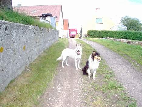 Hvid schæfer Dina forsvundet billede 2