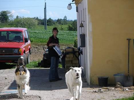 Hvid schæfer Dina forsvundet billede 3