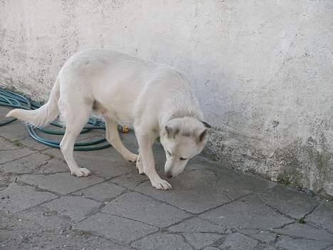 Hvid schæfer Dina forsvundet billede 4