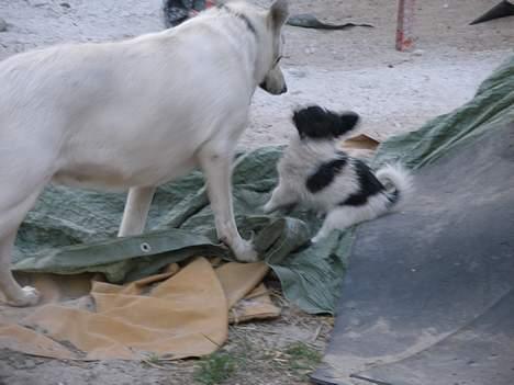Hvid schæfer Dina forsvundet billede 5