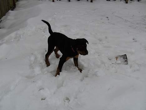 Rottweiler Liva - Jubiii.. elsker sne!! billede 7