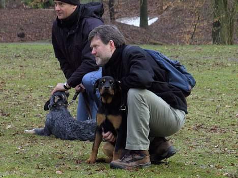 Rottweiler Liva - Liva til hvalpetræning billede 8